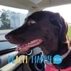 lisahart586